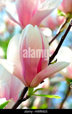 Magnolia fiori che sbocciano contro sunny blue sky,magnolia, fiori che sbocciano, contro, sole, cielo blu, denudata, bella, bellezza, grande, bloom, bloom Foto Stock