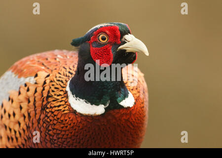 Un colpo alla testa di un bellissimo fagiano maschio (Phasianus colchicus). Foto Stock