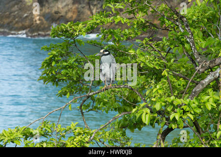 Giallo coronata Nitticora appollaiato su un ramo che si affaccia sul mare nel villaggio di Castara a Tobago. Nome scientifico: Nyctanassa violacea. Foto Stock