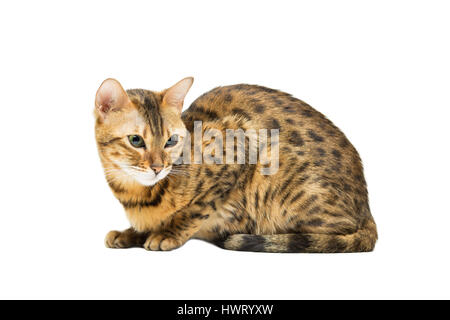 Gatto di razza bengala leopard la colorazione si siede, isolato su bianco Foto Stock