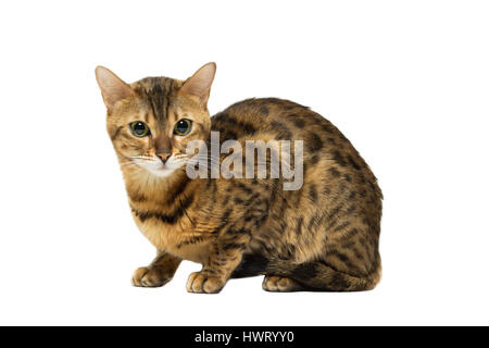 Gatto di razza bengala leopard la colorazione si siede, isolato su bianco Foto Stock