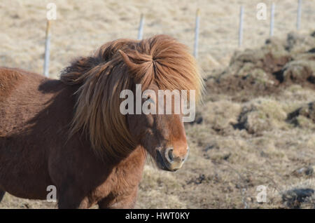 Bella castagna cavallo con una lunga criniera e ciuffo al vento. Foto Stock