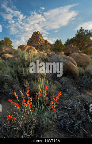 Globemallow (Sphaeralcea ambigua) ancore un deserto scena nel deserto della California nelle colline nei pressi di Benton Hot Springs. Foto Stock