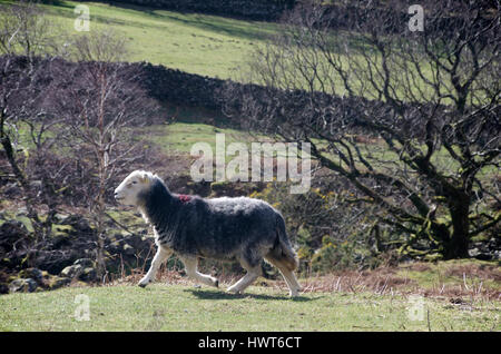 Herdwick Sheep on Hill, Derwentwater, Cumbria, Lake District, Inghilterra Foto Stock