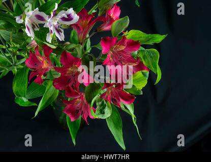 La colorata alstroemeria e su un nero Foto Stock