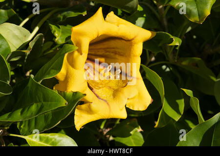 Fiore giallo, Coppa d'oro di vite (Solandra maxima), pianta di giardino, Tenerife, Isole Canarie, Spagna Foto Stock