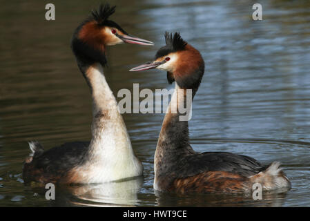 Una coppia di bellissimi Svasso maggiore (Podiceps cristatus) nel mezzo del loro corteggiamento. Foto Stock