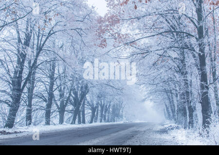 Coperte di neve alberi lungo il tragitto. Paesaggio invernale. Foto Stock