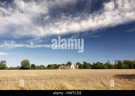 Vista in lontananza attraverso un grano verso convertito fienili e chiesa di villaggio in villaggio di Somerford Keynes su un pomeriggio d'estate. Foto Stock