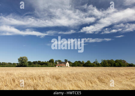 Vista in lontananza attraverso un grano verso convertito fienili e chiesa di villaggio in villaggio di Somerford Keynes su un pomeriggio d'estate. Foto Stock