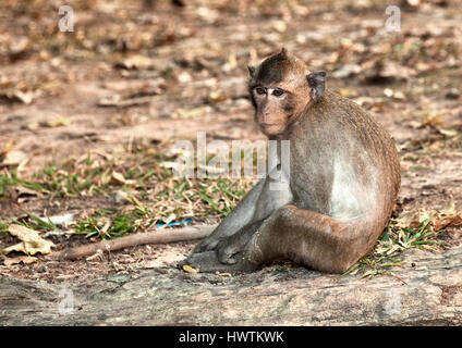 Giallo cheeked crested gibbons sono abbondanti a Angkor Wat. Foto Stock