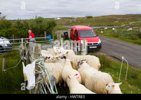 Ritaglio a mano e a macchina croce deviatore si allevano ovini per industria tessile incluso per Harris Tweed sulla parte remota del Uists . Crofting . Post mn la consegna di posta mentre le pecore sono riuniti per il taglio . Foto Stock