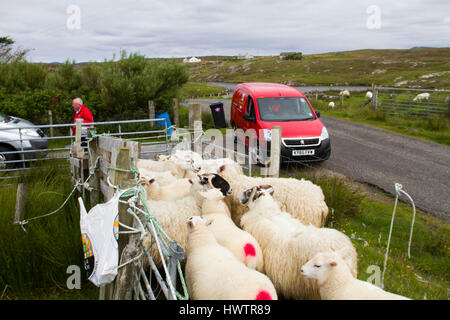 Ritaglio a mano e a macchina croce deviatore si allevano ovini per industria tessile incluso per Harris Tweed sulla parte remota del Uists . Crofting . Post mn la consegna di posta mentre le pecore sono riuniti per il taglio . Foto Stock