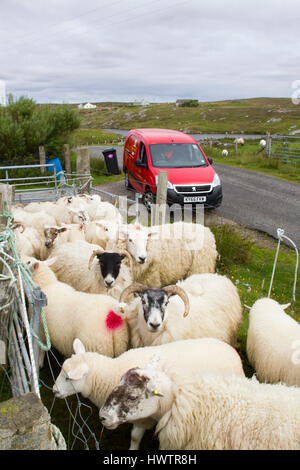 Ritaglio a mano e a macchina croce deviatore si allevano ovini per industria tessile incluso per Harris Tweed sulla parte remota del Uists . Crofting . Post mn la consegna di posta mentre le pecore sono riuniti per il taglio . Foto Stock