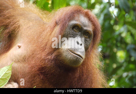 Orangutan di Sumatra, Indonesia Foto Stock