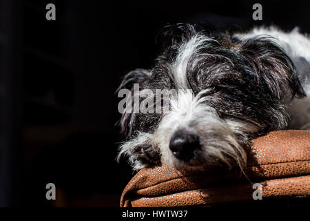 Un bianco e nero cane (cross tra Jack Russell e Bichon Frise ) si rilassa in un albero di luce mentre poggia su un divano Foto Stock