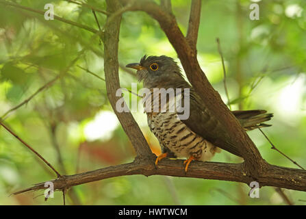 Indiano (cuculo Cuculus micropterus micropterus) adulto appollaiato sul ramo Beidaihe, Hebei, la Cina può Foto Stock