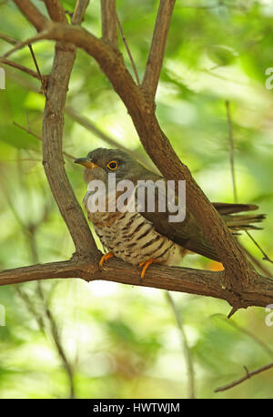 Indiano (cuculo Cuculus micropterus micropterus) adulto appollaiato sul ramo Beidaihe, Hebei, la Cina può Foto Stock