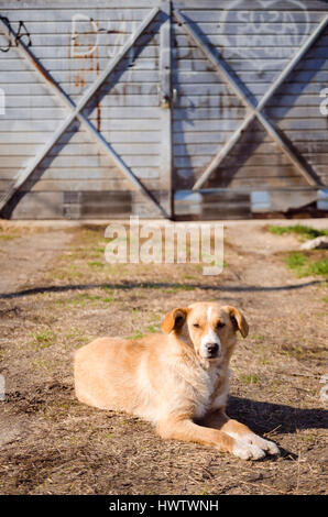 Giallo cane randagio sul terreno nella parte anteriore delle porte dei garage Foto Stock