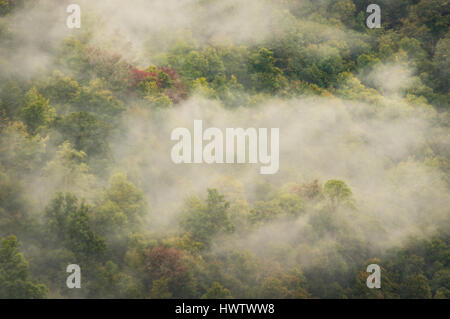 Una fine nebbia di mattina si solleva al di sopra, rivelando le forme verde di alberi e segni di fogliame di autunno insinuando sotto le nebbie. Foto Stock