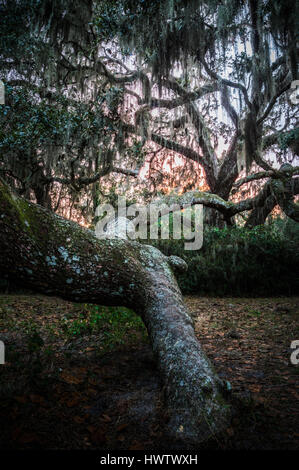 Un antico Live Oak tree ricoperti di muschio Spagnolo sembra raggiungere con un lungo ramo stanchi nel terreno stagliano contro il sole di setting. Foto Stock
