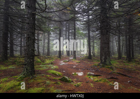 Una ethereal nebbia mattutina con soft verdi pezzata dalla luce del sole attraverso gli alberi conferiscono una qualità di mistico per la fitta foresta di pini. Foto Stock