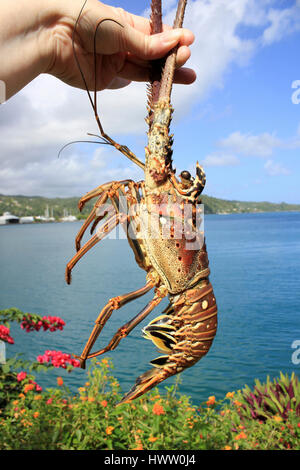 Caraibi Aragoste Panulirus Argus Foto Stock