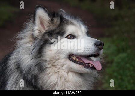 Close up verticale e profilo di una testa di un husky e malamute cane. cercando di destra con la lingua di fuori Foto Stock