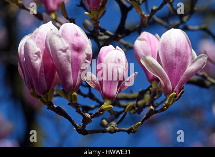 Duesseldorf, Germania. 23 Mar, 2017. Una fioritura albero di magnolia può essere visto a Duesseldorf in Germania, 23 marzo 2017. - Nessun filo SERVICE - foto: Horst Ossinger//dpa/Alamy Live News Foto Stock