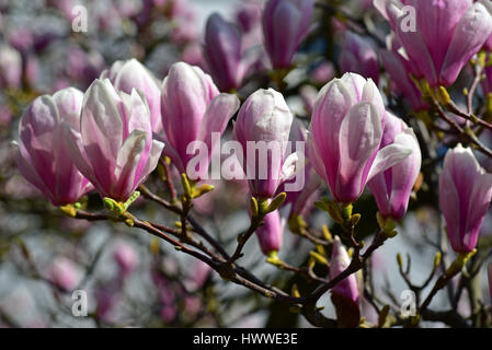 Duesseldorf, Germania. 23 Mar, 2017. Una fioritura albero di magnolia può essere visto a Duesseldorf in Germania, 23 marzo 2017. - Nessun filo SERVICE - foto: Horst Ossinger//dpa/Alamy Live News Foto Stock