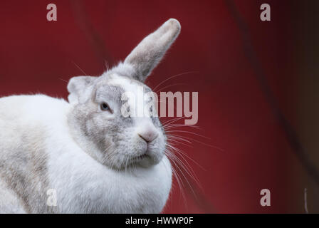 Berlino, Germania. Xix Mar, 2017. Un coniglio con un orecchio ripiegato dietro la sua testa può essere visto allo zoo di Berlino, Germania, 19 marzo 2017. Foto: Paolo Zinken/dpa/Alamy Live News Foto Stock