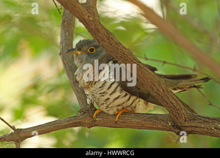 Indiano (cuculo Cuculus micropterus micropterus) adulto appollaiato sul ramo Beidaihe, Hebei, la Cina può Foto Stock