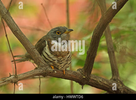 Indiano (cuculo Cuculus micropterus micropterus) adulto appollaiato sul ramo Beidaihe, Hebei, la Cina può Foto Stock