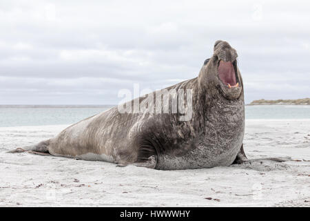 Elefante marino del sud Foto Stock