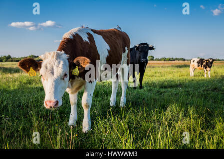 Vacche su un prato in un piccolo villaggio sulla regione Mazovia in Polonia Foto Stock