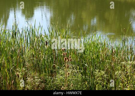 Il tall cattails nelle acque del lago. Foto Stock