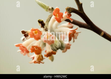 Solo agli inizi della primavera flower cluster del modulo selezionato della oriental paperbush, Edgeworthia chrysantha "drago rosso" Foto Stock