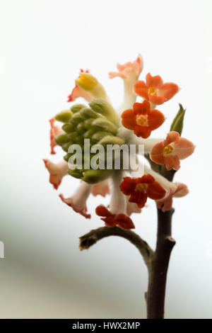 Solo agli inizi della primavera flower cluster del modulo selezionato della oriental paperbush, Edgeworthia chrysantha "drago rosso" Foto Stock