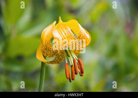 Singolo Columbia Lily contro sfondo verde del corpo. I petali ricurvi e incavati di colore giallo scuro sono il complemento di vibranti spugnature arancioni. Fiore selvatico. Foto Stock