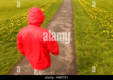 Modello rilasciato l'immagine di un irriconoscibile uomo a camminare lungo il percorso fiancheggiato con erba e Yellow Daffodils in primavera in Gran Bretagna. Foto Stock