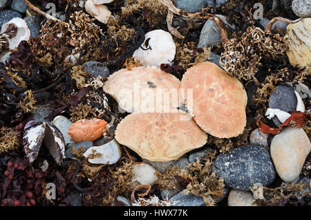 Granchi e kelp holdfasts lavato fino sulla spiaggia Gilley, Islesford, Maine Foto Stock