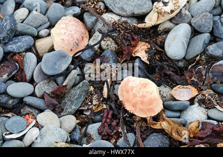 Granchi e kelp holdfasts lavato fino sulla spiaggia Gilley, Islesford, Maine Foto Stock