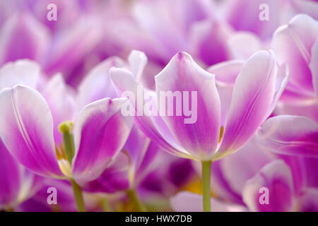Fioritura tulipani close up sullo sfondo Foto Stock