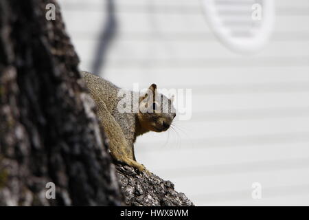 Un vigile lo scoiattolo Foto Stock