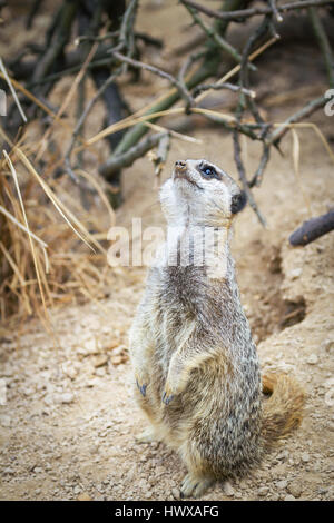Bella la mangusta meerkat rispettando allo zoo Foto Stock