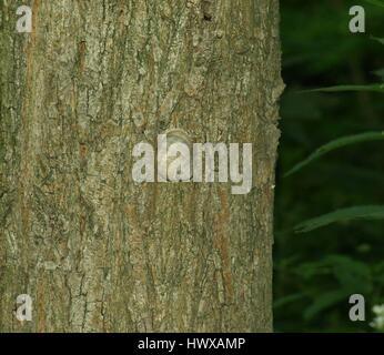 Va a passo di lumaca sulla corteccia di albero Foto Stock