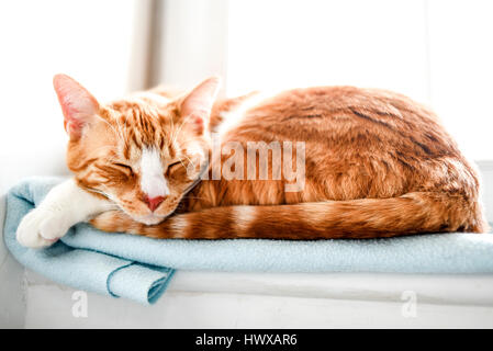 Rosso gatto domestico dormire Foto Stock