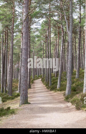 Passeggiata nella foresta Foto Stock