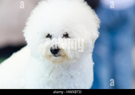 Bianco di razza Bichon Frise cane Foto Stock