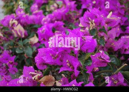 Cespugli di bouganville in fiore viola-come la primavera lascia vicino i suoi fiori. Foto Stock